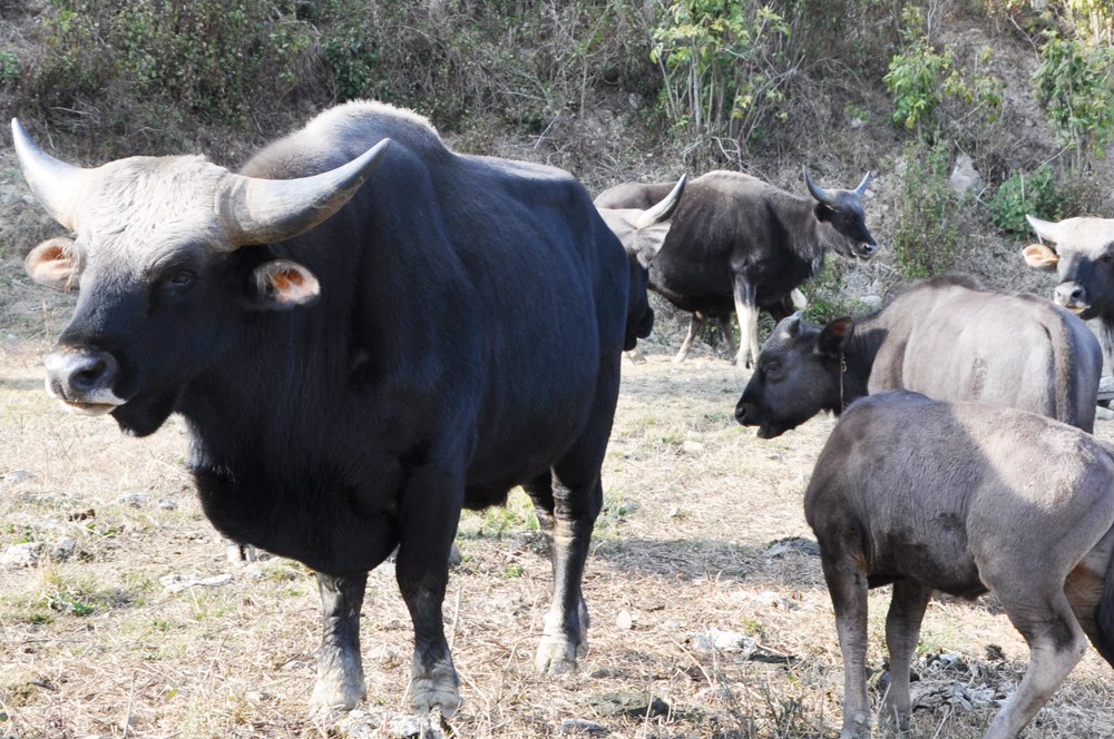 AI tracks Mithun behaviour in real time at ICAR farm. (Morung File Photo)